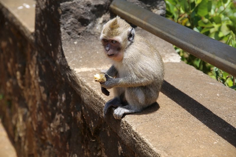 Mauritius 2017 1045